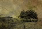 SOMEWHERE I AM